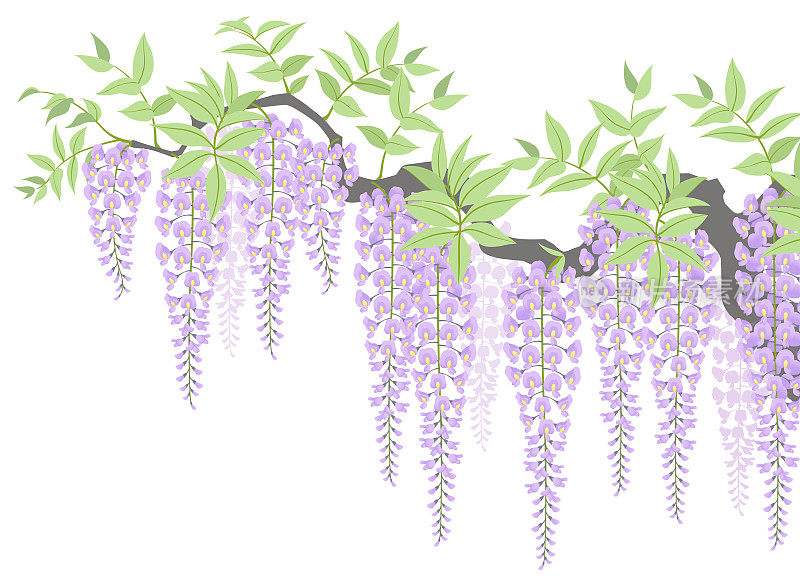 Blooming purple wisteria flowers, isolated on the white background